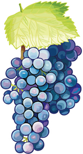 Excellent Hand Drawn Grapes Vector Graphics 2