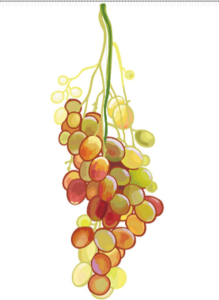 Excellent Hand Drawn Grapes Vector Graphics 4