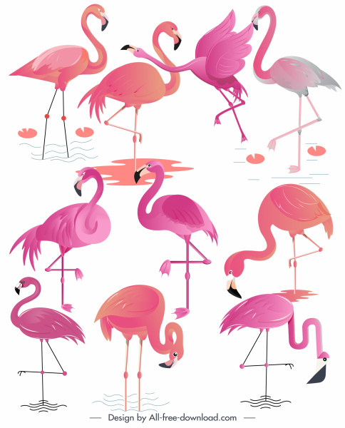 Flamingo Arten Symbole farbige flache Skizze