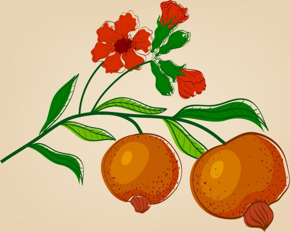 Blüte Frucht, Granatapfel-Symbol farbig handgezeichneten Skizze