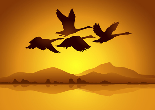 voando de cisne com vetor de plano de fundo por do sol
