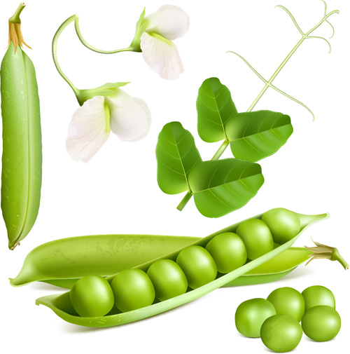 新鮮なエンドウ豆のベクターグラフィックス
