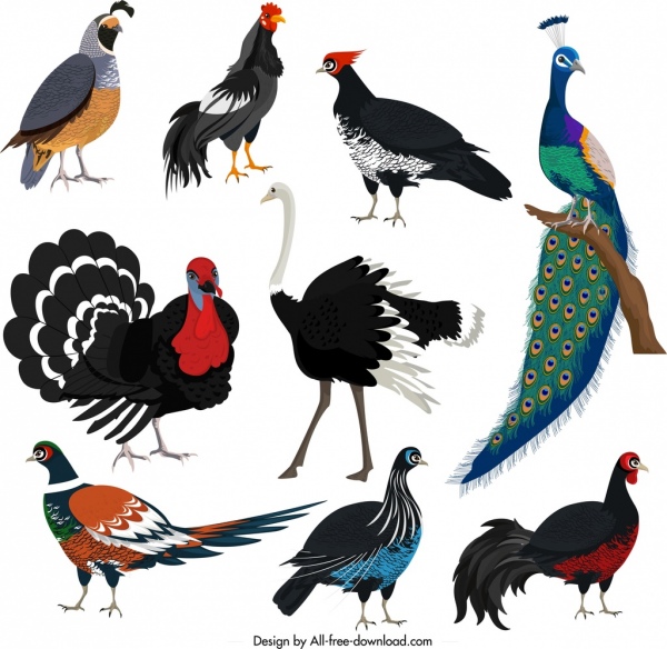 Galliformes elementos de diseño pavo real pollo avestruz boceto