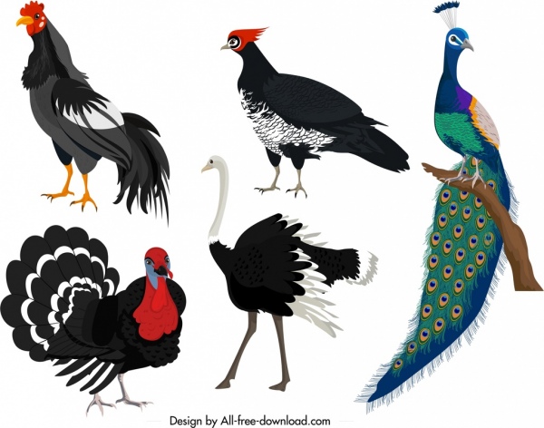Los iconos de Galliformes pollo pavo real pavo avestruz sketch
