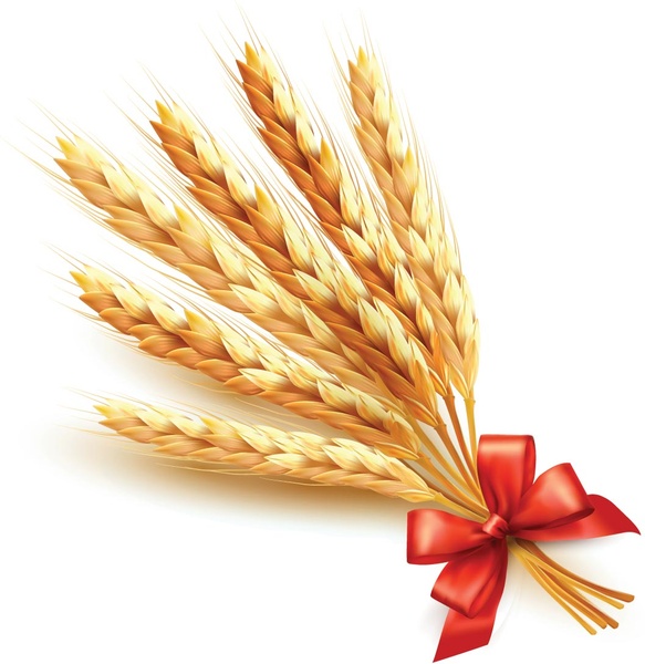 blé d’or avec fond de vecteur de ruban rouge