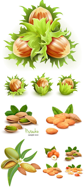 Green Nuts Design Vector