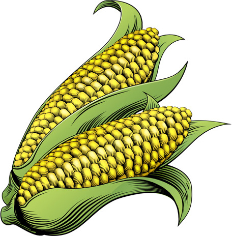 conception vectorielle de maïs dessinée à la main 2