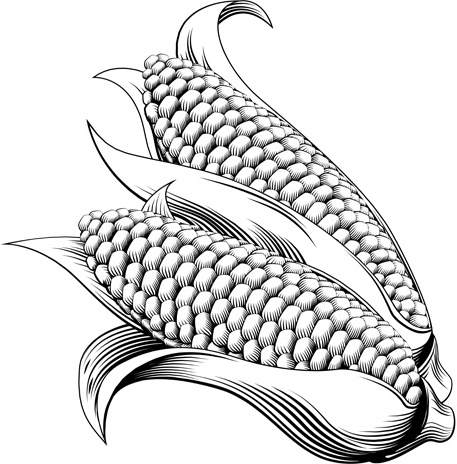 conception vectorielle de maïs dessiné à la main 3