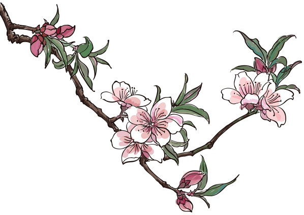 Gráficos vectoriales creativos de flor de durazno dibujados a mano