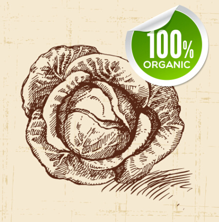die Hand gezeichnete Gemüse mit organischen Aufkleber Vektor