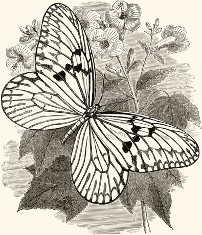 conjunto de vectores de mariposas vintage dibujado a mano