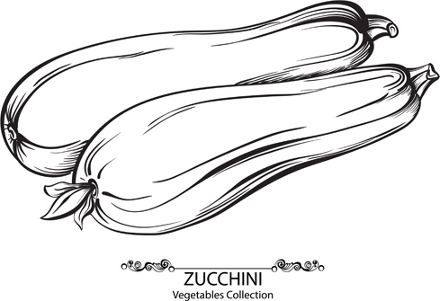 handgezeichnete Zucchini Gemüse Vektor