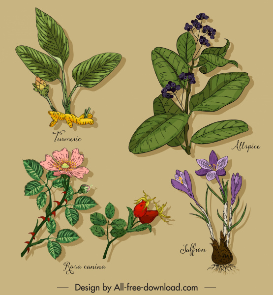 ハーブの植物のアイコンカラフルな古典的な手描きスケッチ