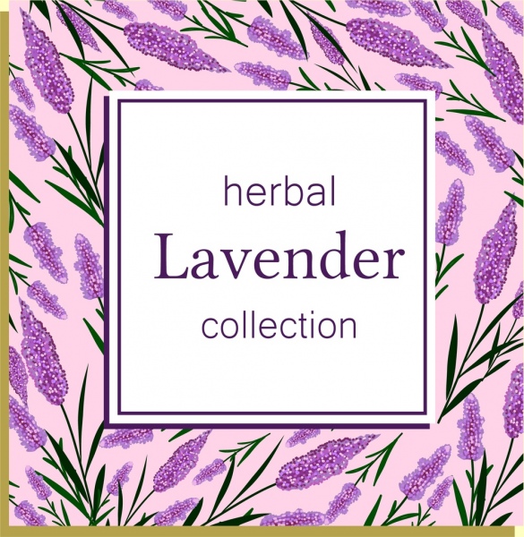 ícones de lavanda Herbal fundo violeta repetindo projeto