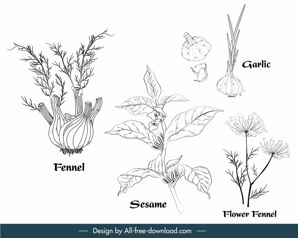 składniki ziołowe ikony czarny biały ręcznie rysowany zarys