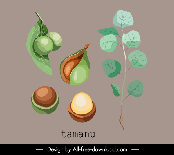 ikon tanaman herbal sketsa daun buah tamanu