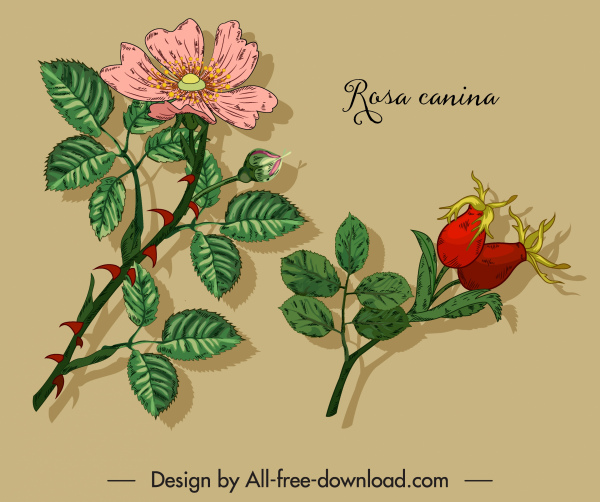 ikon tanaman herbal sketsa bunga berwarna klasik digambar tangan