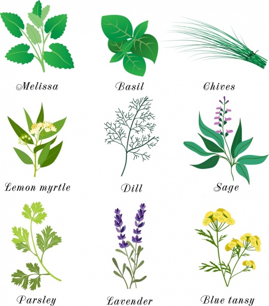 ícones de ervas plantas multicoloridas isolamento de vários tipos de design