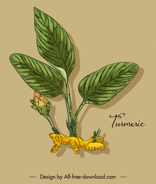 Pflanzliche Kurkuma-Symbol farbige klassische handgezeichnete Skizze