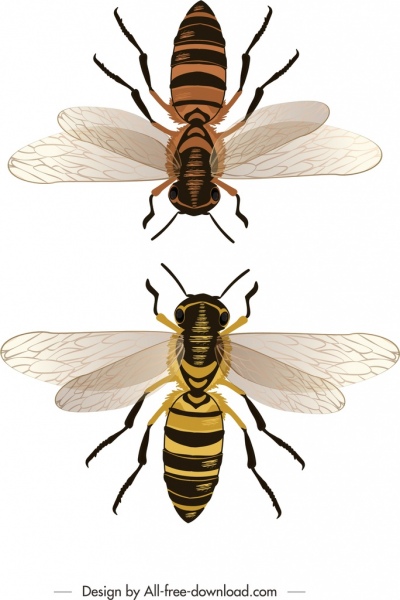 蜜蜂背景彩色模型图标装饰