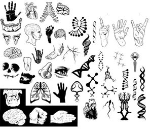 partes del cuerpo humano vector ilustración de arte