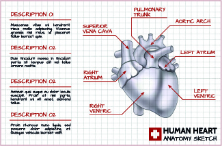 gráficos de vetor médica do coração humano