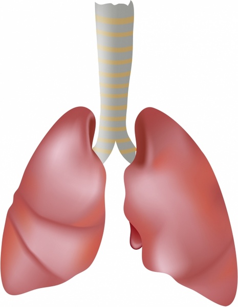 Menschliche Lungen