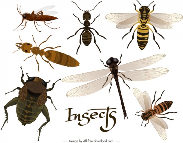 serangga latar belakang semut dragonfly lebah bug ikon dekorasi