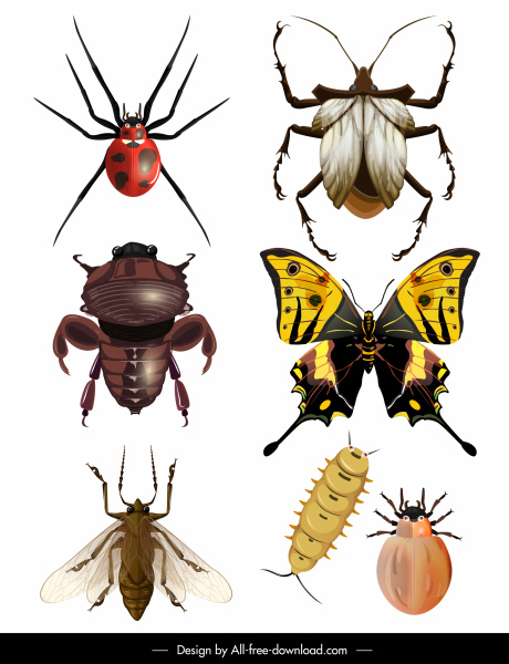 ícones de espécies de insetos brilhantes colorido design moderno