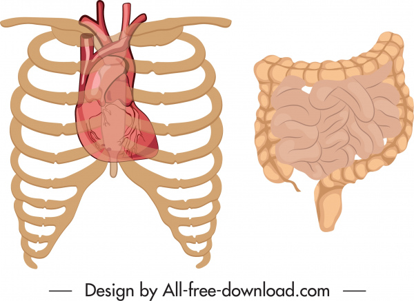 órgãos internos ícones design plano clássico