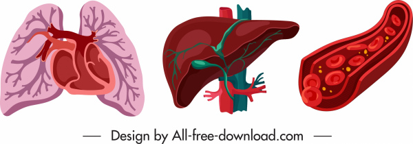 innere Organe Symbole Lunge Leber Blutgefäße Skizze