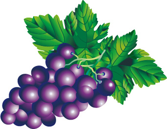 suculento conjunto vetorial de design de uvas frescas