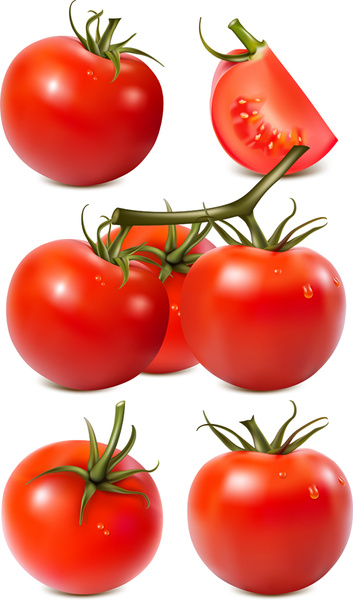 vecteur graphique de tomate fraîche juteuse