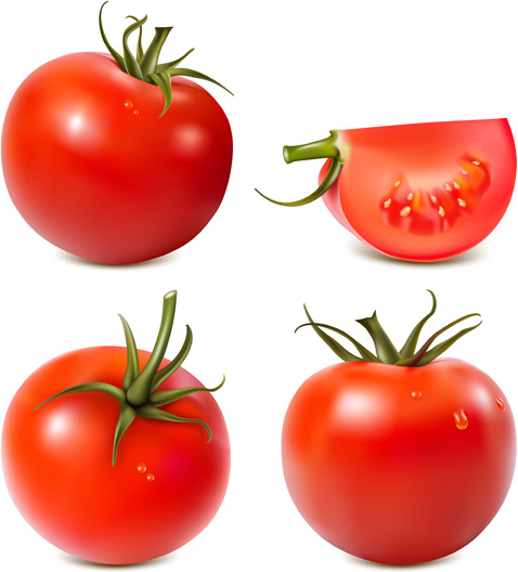 suculento tomate fresco gráficos vetor 3