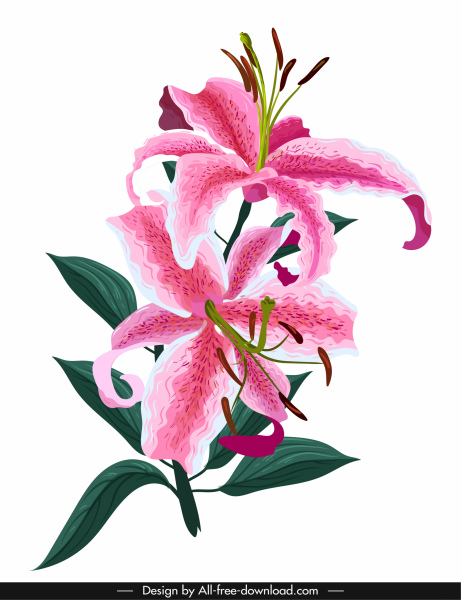 ภาพวาดดอกลิลลี่ที่มีสีสันร่างคลาสสิก