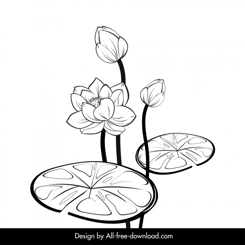 latar belakang lotus sketsa handdrawn hitam putih klasik