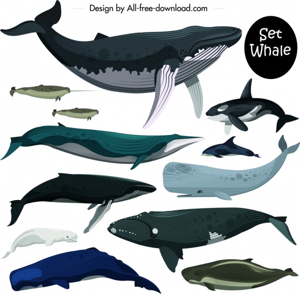 ícones de criatura marinha conjunto decoração de golfinho baleia colorida