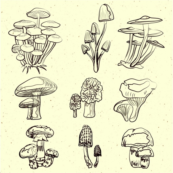 jamur ikon koleksi hitam putih handdrawn sketsa