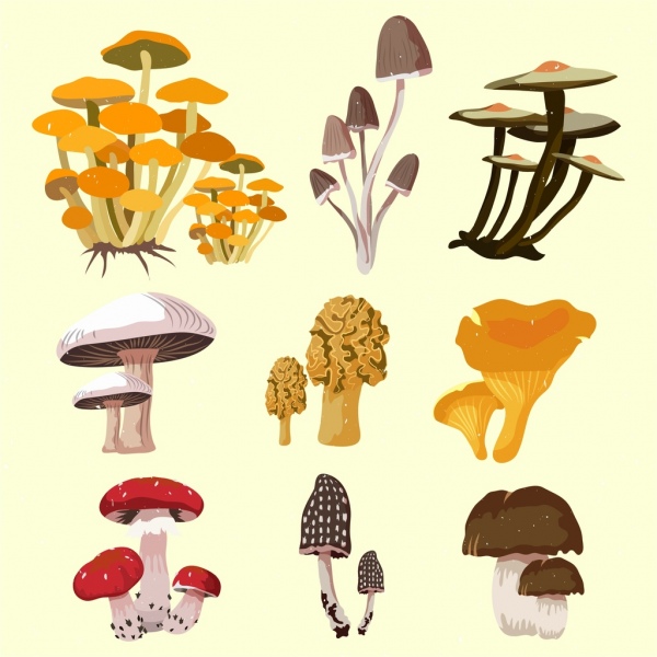 Iconos 3D Diseño de aislamiento de hongos multicolores de diversos tipos