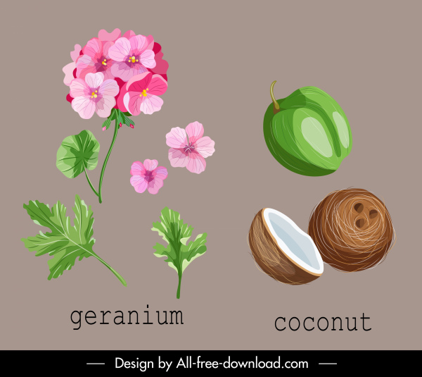 ícones naturais da erva gerânio esboço de coco
