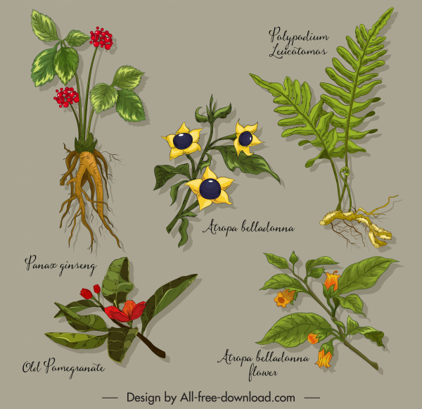 天然草药图标五颜六色的设计新鲜树素描