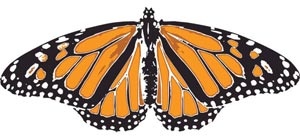 pomarańczowy i czarny ładny motyl wektor rysunek
