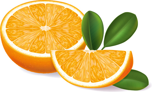 オレンジ セグメント創造的なベクトル