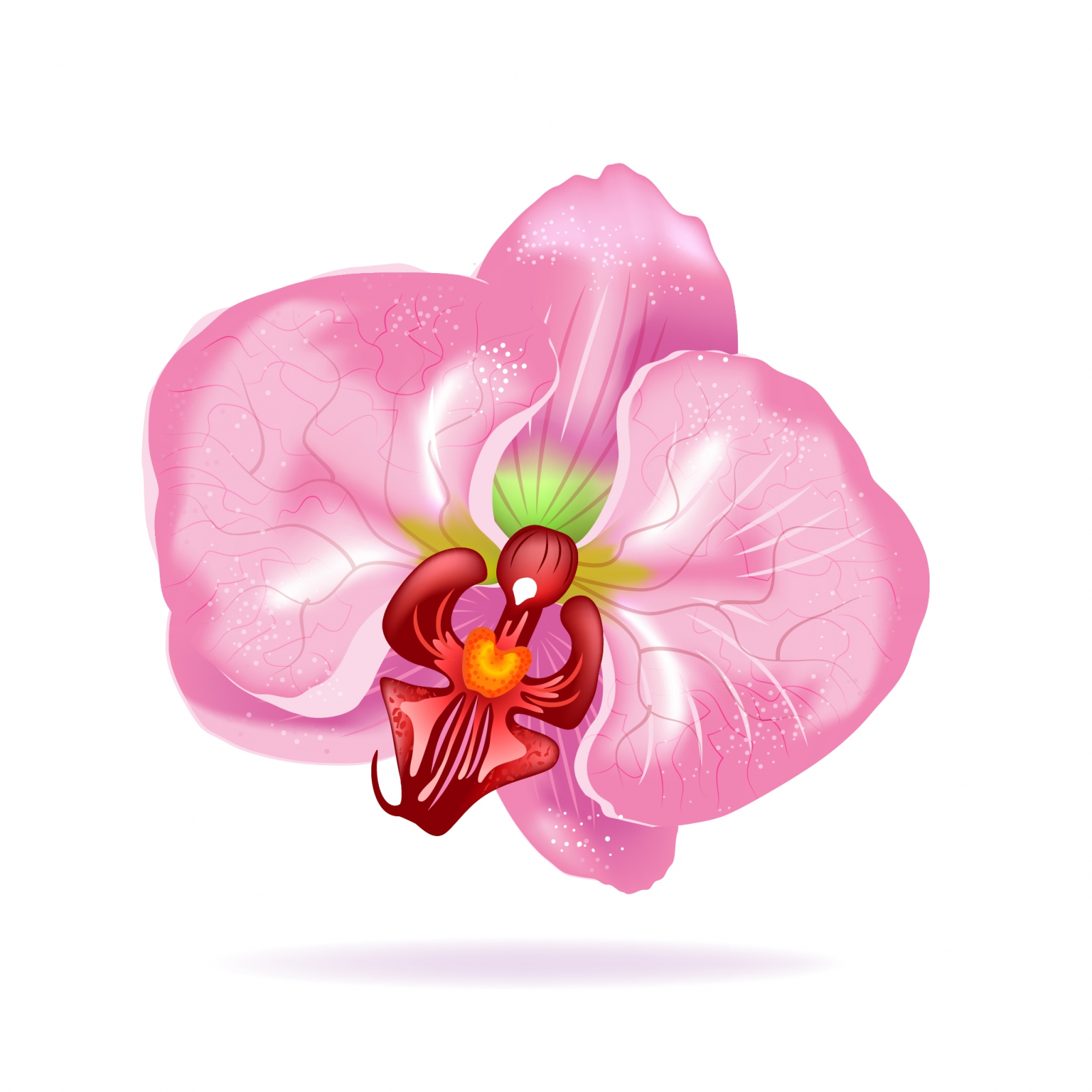 flor da orquídea