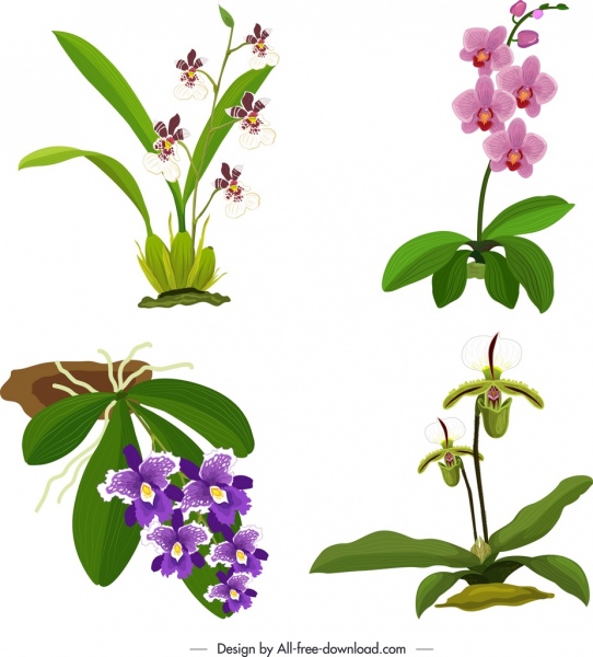 Orchidee Symbole bunt helles design