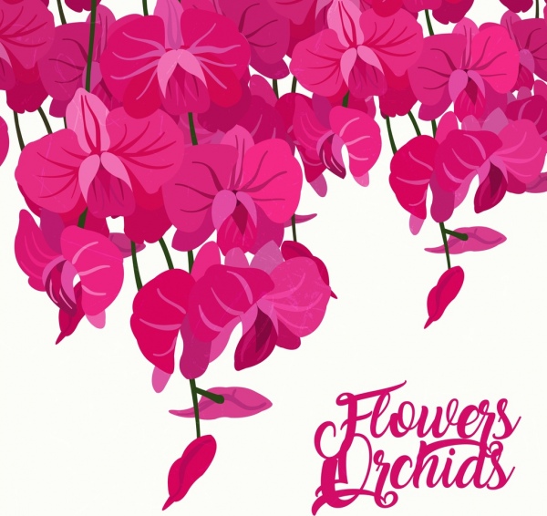 decoração de ícones rosa de fundo de orquídeas
