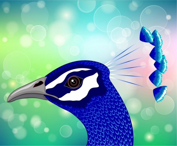 Peacock Feather cabeza Closeup bokeh de fondo dibujo Azul