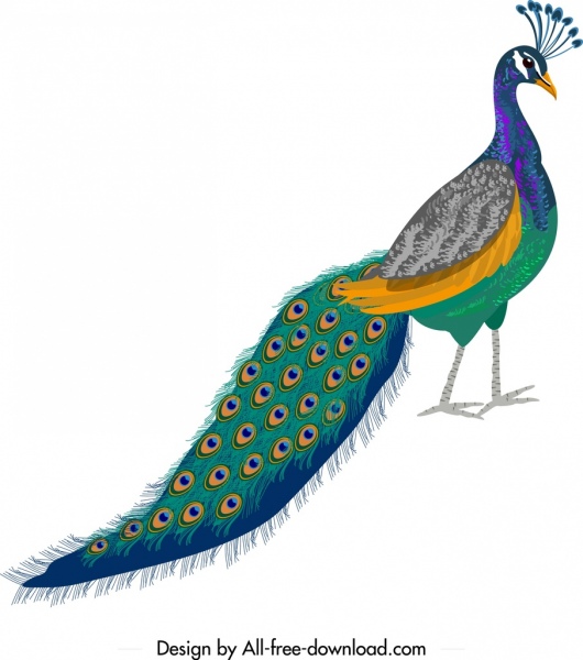 Tavus kuşu boyama kroki renkli şık dekor
