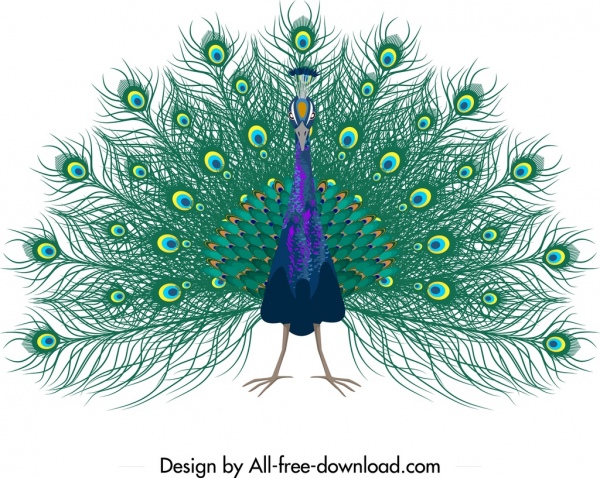 Tavus kuşu boyama kroki renkli gösterişli dekor