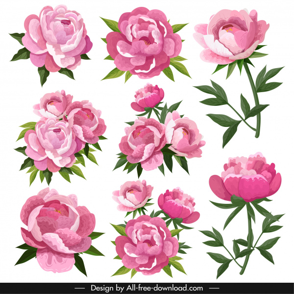 peonías pétalos iconos rosa blooming diseño